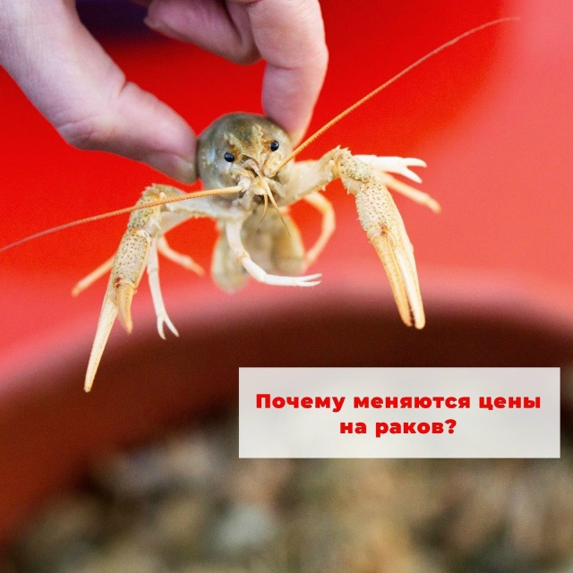 Архивная иллюстрация Раки Москва о сезонном изменении цен